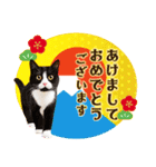 かわいい猫写真♪敬語でお正月【再販】（個別スタンプ：2）