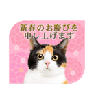 かわいい猫写真♪敬語でお正月【再販】（個別スタンプ：3）