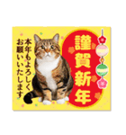かわいい猫写真♪敬語でお正月【再販】（個別スタンプ：4）