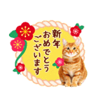 かわいい猫写真♪敬語でお正月【再販】（個別スタンプ：5）