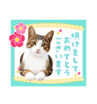 かわいい猫写真♪敬語でお正月【再販】（個別スタンプ：6）