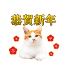 かわいい猫写真♪敬語でお正月【再販】（個別スタンプ：7）