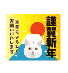 かわいい猫写真♪敬語でお正月【再販】（個別スタンプ：8）