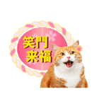 かわいい猫写真♪敬語でお正月【再販】（個別スタンプ：10）