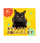 かわいい猫写真♪敬語でお正月【再販】（個別スタンプ：11）
