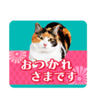 かわいい猫写真♪敬語でお正月【再販】（個別スタンプ：15）