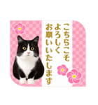 かわいい猫写真♪敬語でお正月【再販】（個別スタンプ：16）