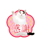 かわいい猫写真♪敬語でお正月【再販】（個別スタンプ：17）