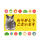 かわいい猫写真♪敬語でお正月【再販】（個別スタンプ：18）