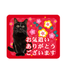 かわいい猫写真♪敬語でお正月【再販】（個別スタンプ：19）