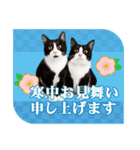 かわいい猫写真♪敬語でお正月【再販】（個別スタンプ：20）