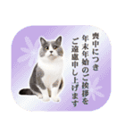 かわいい猫写真♪敬語でお正月【再販】（個別スタンプ：22）