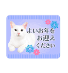 かわいい猫写真♪敬語でお正月【再販】（個別スタンプ：24）