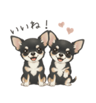 やさしいチワワ♡ほっとスタンプ（個別スタンプ：17）