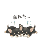 やさしいチワワ♡ほっとスタンプ（個別スタンプ：18）