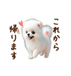 推しのこポメ✨動く愛犬スタンプ（個別スタンプ：2）