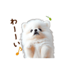推しのこポメ✨動く愛犬スタンプ（個別スタンプ：3）