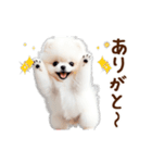 推しのこポメ✨動く愛犬スタンプ（個別スタンプ：6）