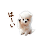 推しのこポメ✨動く愛犬スタンプ（個別スタンプ：7）