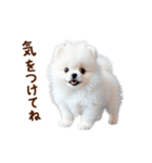 推しのこポメ✨動く愛犬スタンプ（個別スタンプ：8）