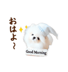 推しのこポメ✨動く愛犬スタンプ（個別スタンプ：10）