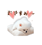 推しのこポメ✨動く愛犬スタンプ（個別スタンプ：11）