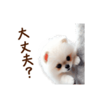 推しのこポメ✨動く愛犬スタンプ（個別スタンプ：12）