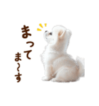 推しのこポメ✨動く愛犬スタンプ（個別スタンプ：13）