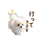 推しのこポメ✨動く愛犬スタンプ（個別スタンプ：17）