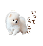 推しのこポメ✨動く愛犬スタンプ（個別スタンプ：18）