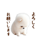推しのこポメ✨動く愛犬スタンプ（個別スタンプ：22）