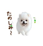 推しのこポメ✨動く愛犬スタンプ（個別スタンプ：23）