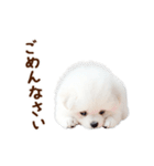 推しのこポメ✨動く愛犬スタンプ（個別スタンプ：24）
