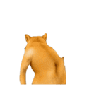 踊る！横揺れ界隈/柴犬/しばいぬ/シバイヌ（個別スタンプ：1）