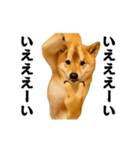 踊る！横揺れ界隈/柴犬/しばいぬ/シバイヌ（個別スタンプ：2）