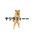 踊る！横揺れ界隈/柴犬/しばいぬ/シバイヌ（個別スタンプ：4）