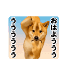 踊る！横揺れ界隈/柴犬/しばいぬ/シバイヌ（個別スタンプ：5）