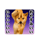 踊る！横揺れ界隈/柴犬/しばいぬ/シバイヌ（個別スタンプ：6）