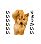 踊る！横揺れ界隈/柴犬/しばいぬ/シバイヌ（個別スタンプ：7）