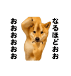 踊る！横揺れ界隈/柴犬/しばいぬ/シバイヌ（個別スタンプ：8）
