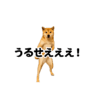 踊る！横揺れ界隈/柴犬/しばいぬ/シバイヌ（個別スタンプ：9）