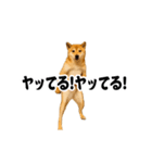 踊る！横揺れ界隈/柴犬/しばいぬ/シバイヌ（個別スタンプ：10）