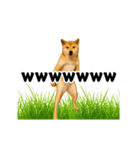 踊る！横揺れ界隈/柴犬/しばいぬ/シバイヌ（個別スタンプ：12）