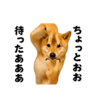 踊る！横揺れ界隈/柴犬/しばいぬ/シバイヌ（個別スタンプ：14）
