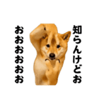 踊る！横揺れ界隈/柴犬/しばいぬ/シバイヌ（個別スタンプ：15）