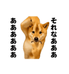 踊る！横揺れ界隈/柴犬/しばいぬ/シバイヌ（個別スタンプ：16）