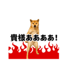 踊る！横揺れ界隈/柴犬/しばいぬ/シバイヌ（個別スタンプ：18）