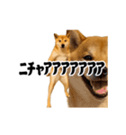踊る！横揺れ界隈/柴犬/しばいぬ/シバイヌ（個別スタンプ：19）