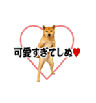 踊る！横揺れ界隈/柴犬/しばいぬ/シバイヌ（個別スタンプ：20）