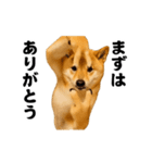 踊る！横揺れ界隈/柴犬/しばいぬ/シバイヌ（個別スタンプ：21）